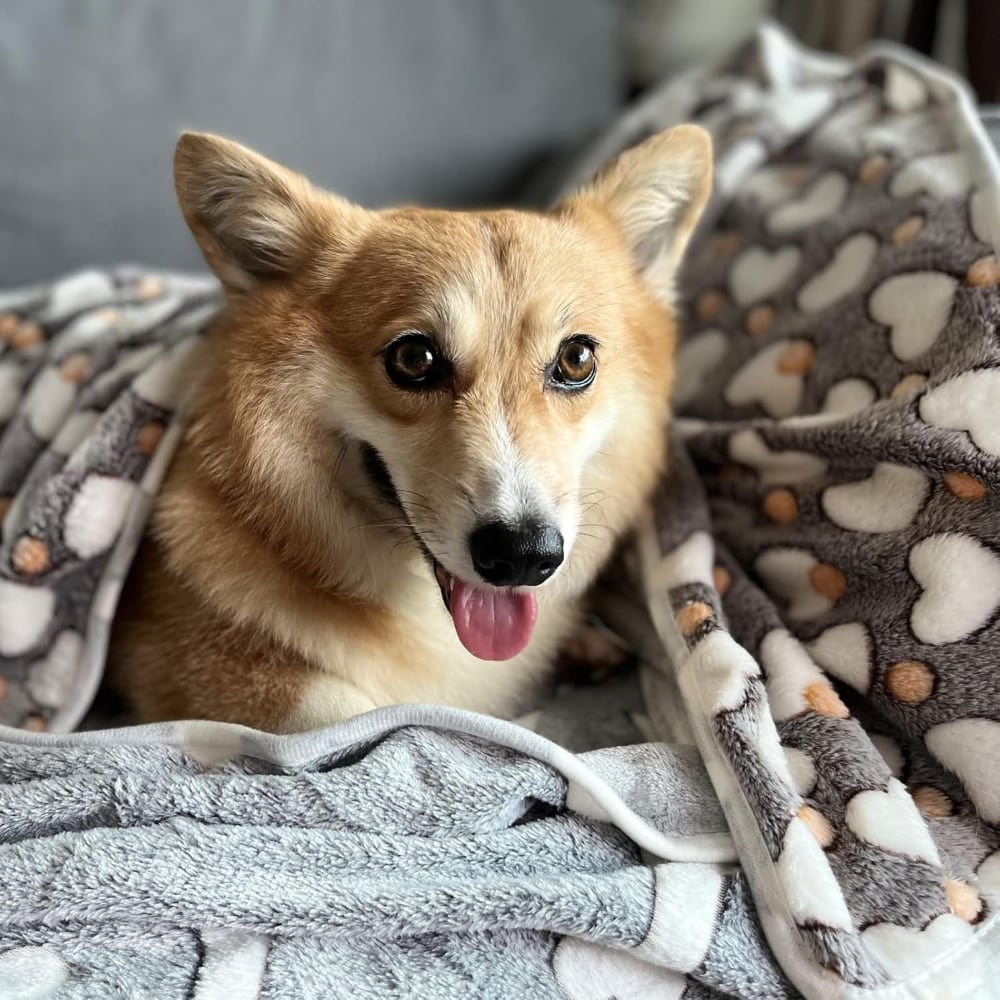 Super Soft Warm Puppy Blankets